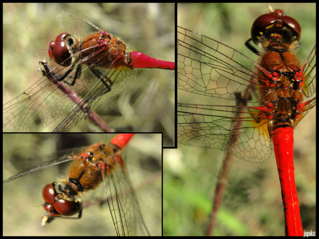 red_dragonfly_by_jigokusorry